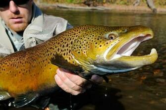 Brown Trout Wallpaper Huge Trophy