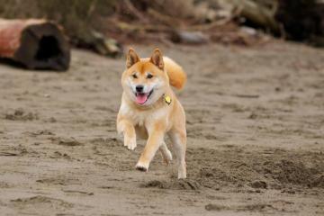 Running Shiba Inu Dog Photo HD
