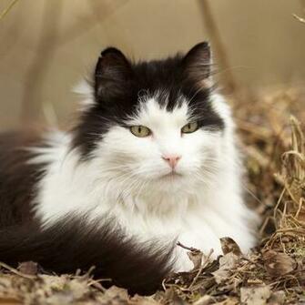 Cat iPad Air Wallpaper HD Retina And