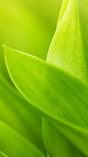 Android M Wallpaper Shy