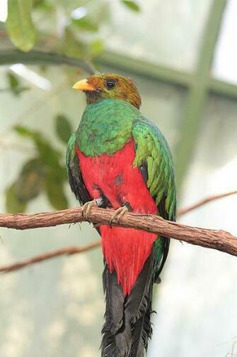 El Quetzal Ave Nacional De Guatemala Es Simbolo Libertad HD