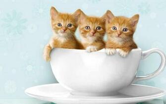 Cute Kittens Wallpaper