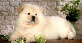 Chow Puppies Black Wallpaper HD Emoji