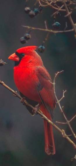 Red Cardinal Bird For iPhone Wallpaper