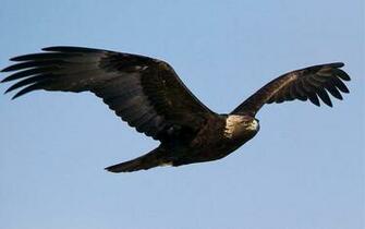 A Picture Of Golden Eagle Wallpaper