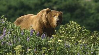 Wild Brown Bear High Definition Wallpaper HD