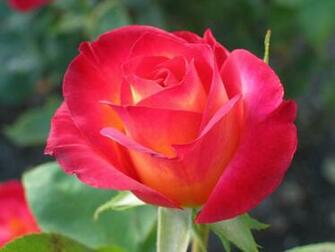 Roze Roses Wallpaper