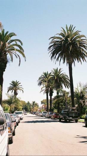 Palm Trees iPhone Wallpaper