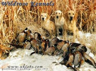 Wildrose Kennels Montly Retriever Wallpaper