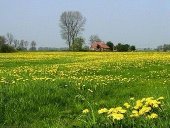 Wallpaper Field Of Flowers Spring On The Country Side A Typical