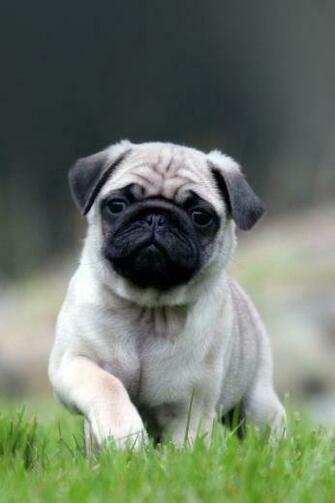 Cute Pug Running On Grass iPhone 4s Wallpaper S