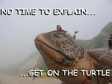 Giant Turtle Dalian Beach There S No Time To Explain Know Your