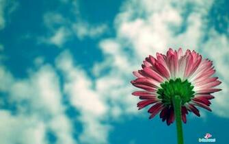 Flowers High Resolution Desktop Windows Wallpaper