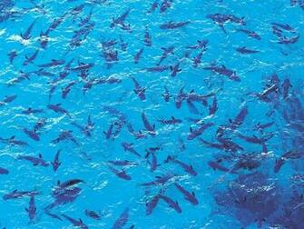 Go Back Image For Deep Sea Fishing Wallpaper