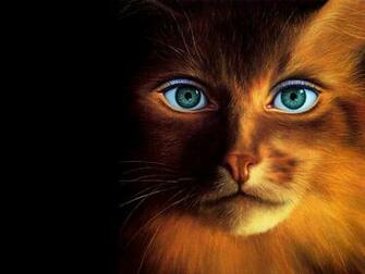 Funny Cat Wallpaper Desktop Animals