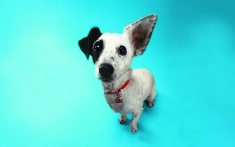 Wallpaper Collections Funny Cats Dogs