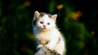 Beautiful Cute And Sweet Cat Wallpaper Are Waiting For Your To