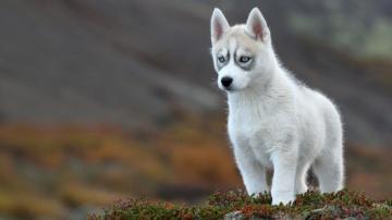 Animal Desktop Wp S Ideas In Animals Cats Cute
