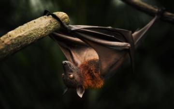 Bat Computer Wallpaper Desktop Background