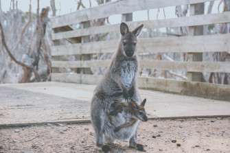 Kangaroo Wallpaper Data