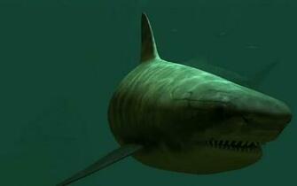 Tiger Sharks Live Wallpaper Screenshot