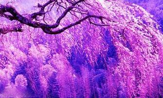 Purple Spring Wallpaper