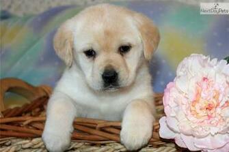 Labrador Retriever Chocolate HD Wallpaper And Desktop