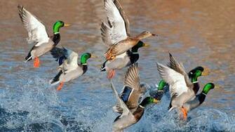 Mallard HD Wallpaper Background Image