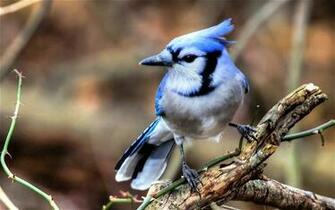 Blue Jay Bird Id