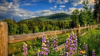 Countryside Flowers Landscape HD Wallpaper Background