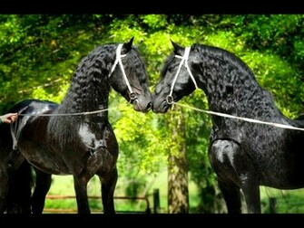 Friesian Horses Wallpaper