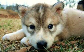 Wolf Puppies Image