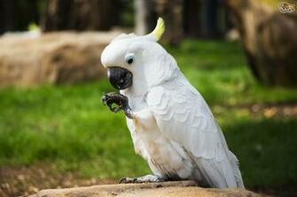 White Cockatoo Background The