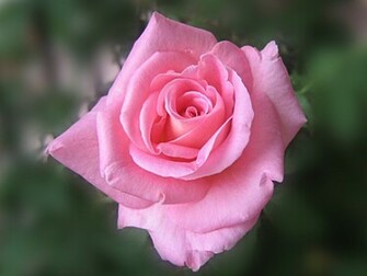 Beautiful Pink Roses Wallpaper