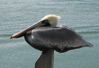 Pelican Background