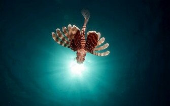 Lionfish Wallpaper