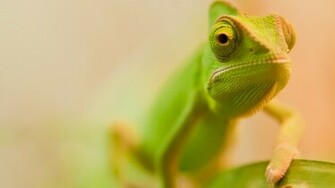 Chameleon Wallpaper