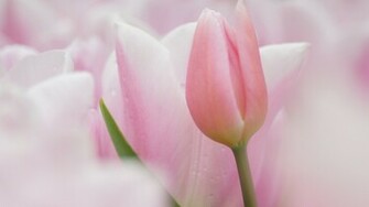 Pink Tulips Wallpaper