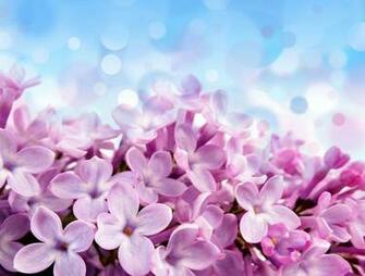 Fonds D Cran Fleurs Mauves MaximumwallHD