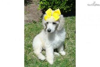 Standard Poodle Puppy Pictures HD Wallpaper And