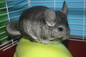 Jude The Chinchilla By Squidub