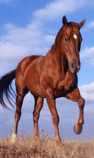 Wallpaper Bigger Horse HD Live For Android Screenshot