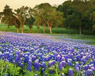 Amazon Photo Bluebonnet Field By Travlin Photography