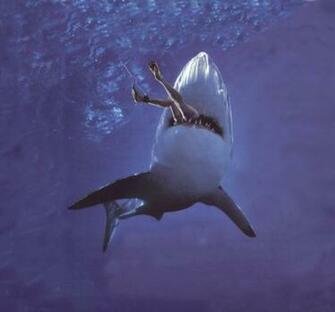 Shark Attack Wallpaper HD iPhone Sharks