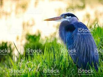 Great Blue Heron Wallpaper Px Ol9pp33 Picserio