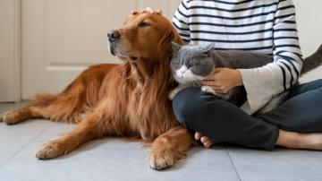 California Lawmaker Proposes Dog And Cat Bill Of Rights Ktla