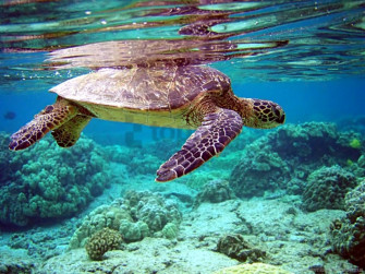 HD Png Swimming Turtle Underwater Water Wallpaper