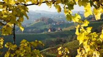 Vineyard Garden Wallpaper Desktop High Resolution