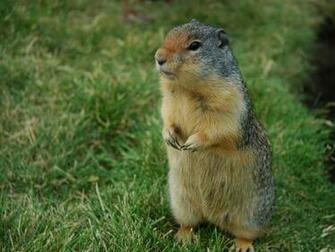 My Wallpaper Nature Groundhog