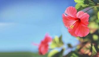 Blue Hibiscus Flower Wallpaper HD Background